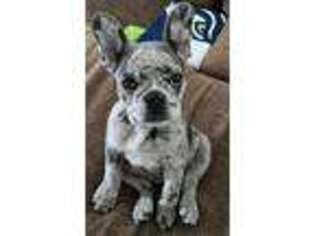 French Bulldog Puppy for sale in Long Grove, IA, USA