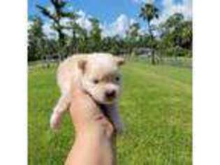 Pomeranian Puppy for sale in Bonita Springs, FL, USA