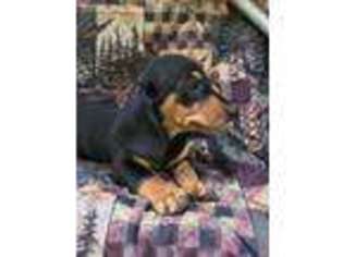 Dachshund Puppy for sale in Hagerhill, KY, USA