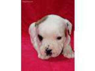 Staffordshire Bull Terrier Puppy for sale in Hillsboro, OR, USA