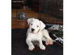 Dogo Argentino Puppy for sale in Brighton, CO, USA