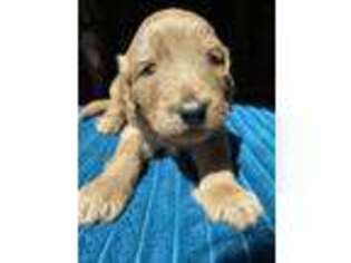Goldendoodle Puppy for sale in Durango, CO, USA