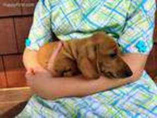 Dachshund Puppy for sale in Carlisle, PA, USA