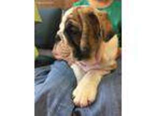 Bulldog Puppy for sale in Savoy, TX, USA
