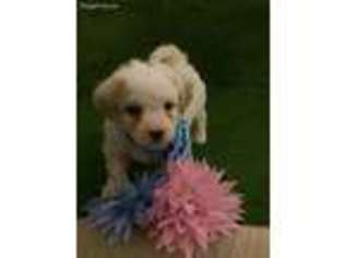 Bichon Frise Puppy for sale in Ruther Glen, VA, USA