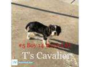 Cavalier King Charles Spaniel Puppy for sale in Salt Lake City, UT, USA