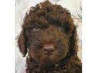 Labradoodle Puppy for sale in Wendell, NC, USA