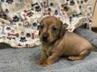 Dachshund Puppy for sale in Pilot Point, TX, USA