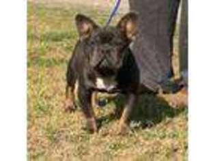 French Bulldog Puppy for sale in Shady Point, OK, USA