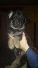 German Shepherd Dog Puppy for sale in West Alexandria, OH, USA