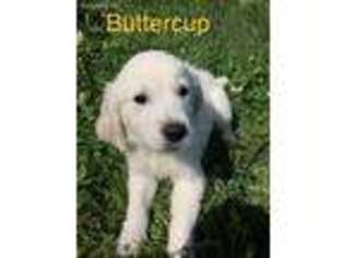 Mutt Puppy for sale in Dearborn, MO, USA