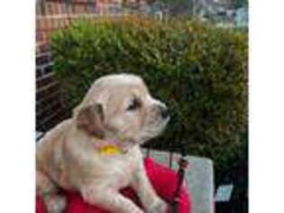 Golden Retriever Puppy for sale in Washington, DC, USA