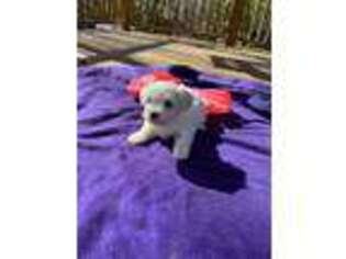 Maltese Puppy for sale in Fort Valley, GA, USA