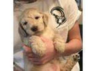 Goldendoodle Puppy for sale in Virginia Beach, VA, USA