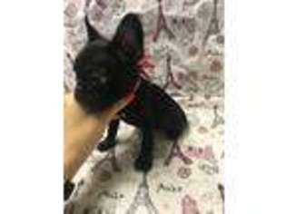 French Bulldog Puppy for sale in Angleton, TX, USA