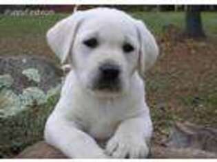 Labrador Retriever Puppy for sale in Cold Spring, NY, USA