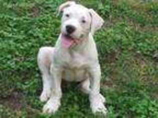 American Bulldog Puppy for sale in Demorest, GA, USA