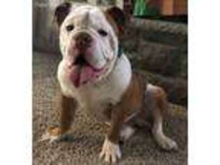 Bulldog Puppy for sale in Hanover, PA, USA