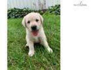 Labrador Retriever Puppy for sale in Iowa City, IA, USA