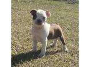 Boston Terrier Puppy for sale in Hartford, AL, USA