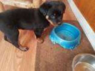 Rottweiler Puppy for sale in Temple, PA, USA