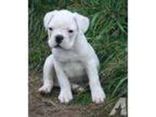 French Bulldog Puppy for sale in OAKVILLE, WA, USA