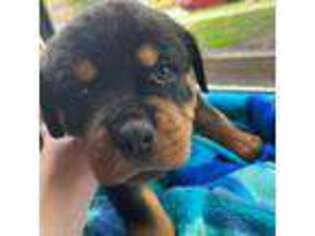 Rottweiler Puppy for sale in Medina, OH, USA