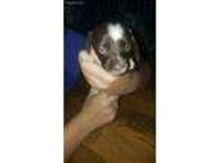 Dachshund Puppy for sale in Ridgeville, IN, USA