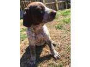 German Shorthaired Pointer Puppy for sale in Dardanelle, AR, USA