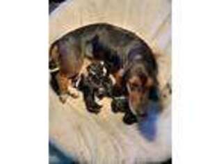 Basset Hound Puppy for sale in Keller, WA, USA