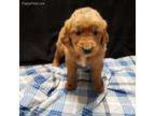 Golden Retriever Puppy for sale in Emlenton, PA, USA