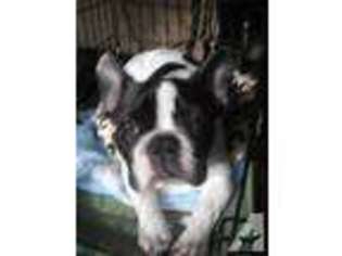 Boston Terrier Puppy for sale in EUGENE, OR, USA