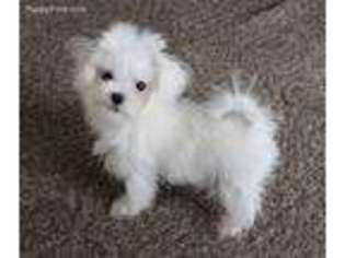 Maltese Puppy for sale in Cantril, IA, USA