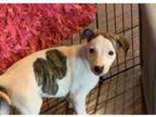 Whippet Puppy for sale in Frederic, WI, USA