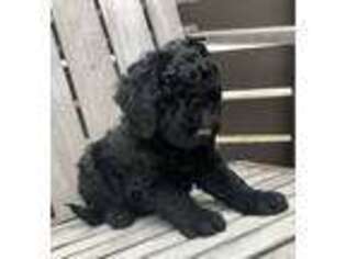 Labradoodle Puppy for sale in Stow, OH, USA