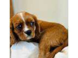 Cavalier King Charles Spaniel Puppy for sale in Perry, NY, USA