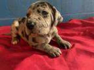 Great Dane Puppy for sale in Hagerstown, IN, USA