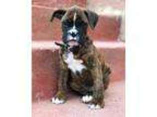 Boxer Puppy for sale in San Francisco, CA, USA