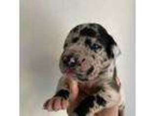 Great Dane Puppy for sale in Galt, CA, USA