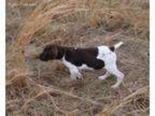 German Shorthaired Pointer Puppy for sale in Nixa, MO, USA