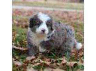 Bernese Mountain Dog Puppy for sale in Purdy, MO, USA