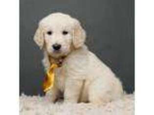 Golden Retriever Puppy for sale in Heber City, UT, USA