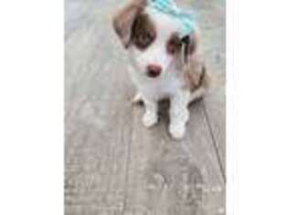 Miniature Australian Shepherd Puppy for sale in North Hollywood, CA, USA