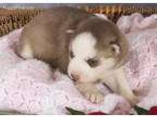 Siberian Husky Puppy for sale in Iola, KS, USA
