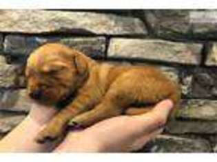 Golden Retriever Puppy for sale in Dayton, OH, USA
