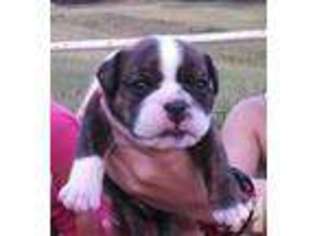 Bulldog Puppy for sale in MULBERRY, AR, USA