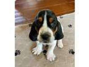 Basset Hound Puppy for sale in Myrtle Beach, SC, USA