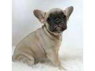 French Bulldog Puppy for sale in Canton, OH, USA