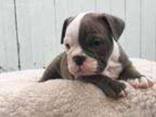Bulldog Puppy for sale in Troy, OH, USA