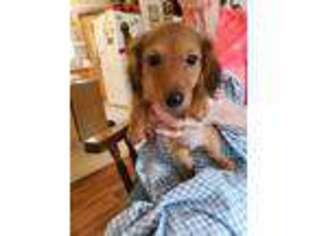 Dachshund Puppy for sale in Galena, MO, USA